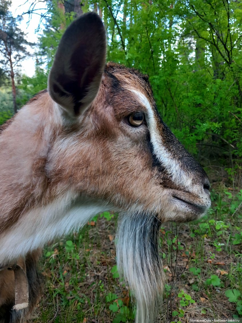 Один раз в год сады цветут (фото 5)