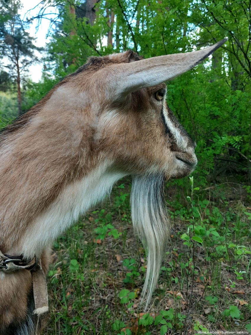 Один раз в год сады цветут (фото 6)