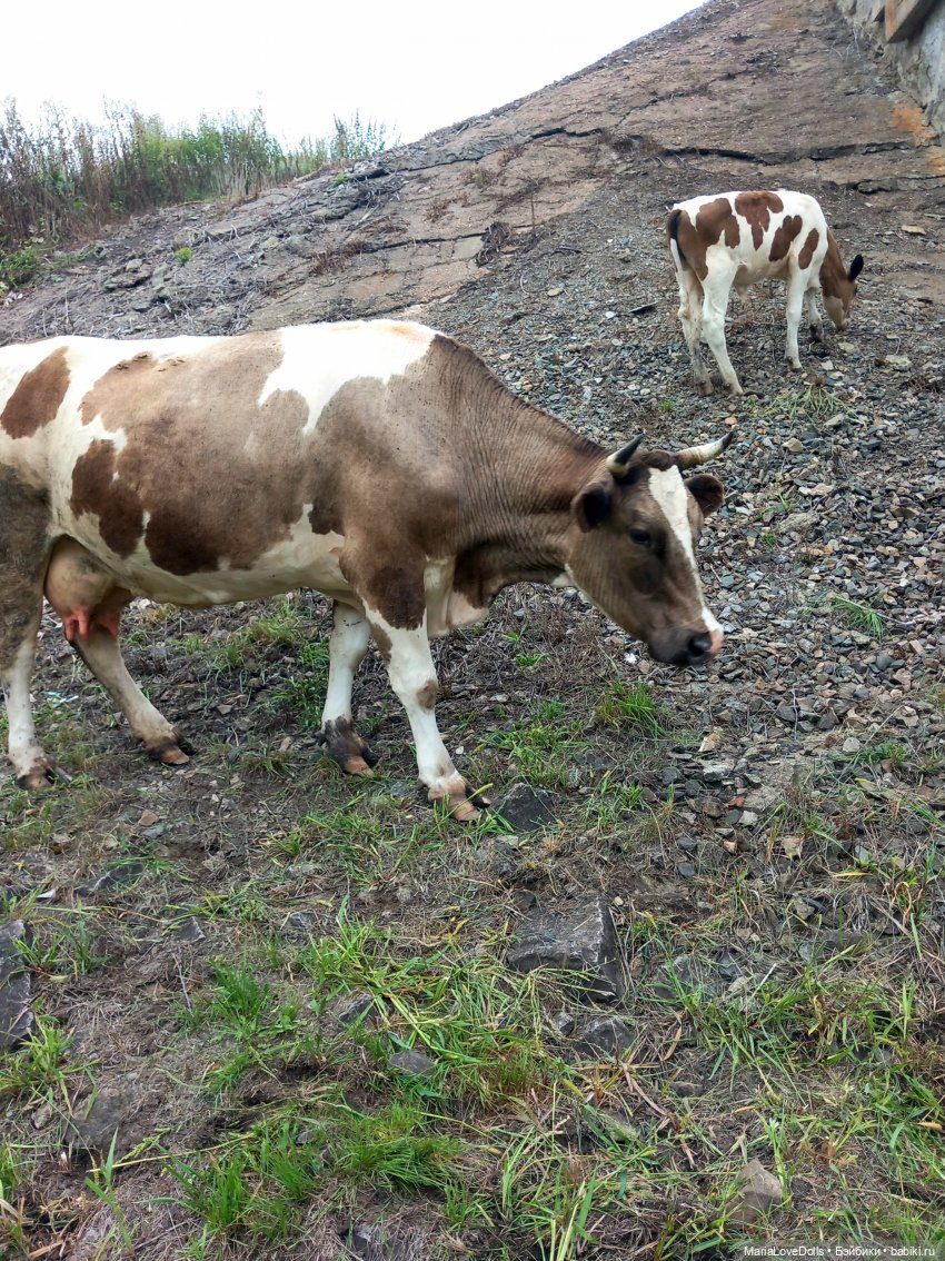 В окружении — Куклы Ruby Red (Руби Ред) Fashion Friends: Siblies (фото 10)