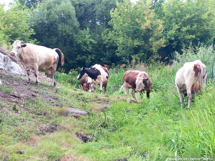 В окружении — Куклы Ruby Red (Руби Ред) Fashion Friends: Siblies (фото 8)