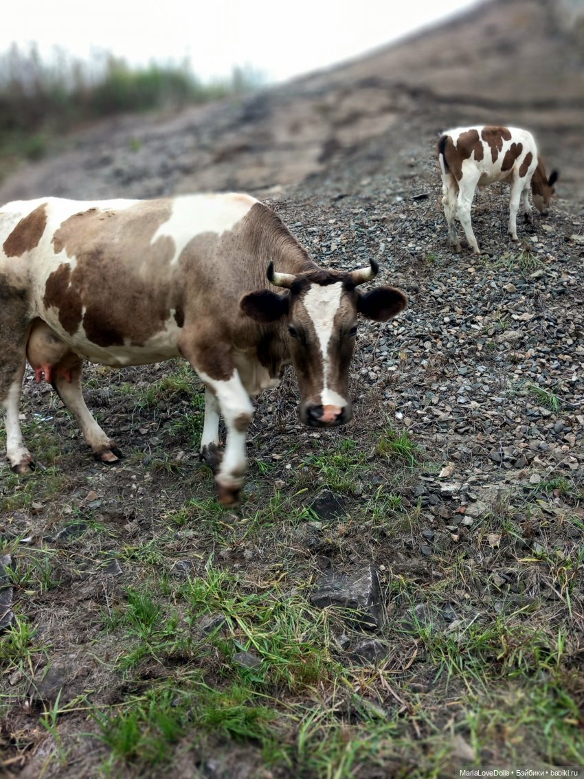 В окружении — Куклы Ruby Red (Руби Ред) Fashion Friends: Siblies (фото 9)