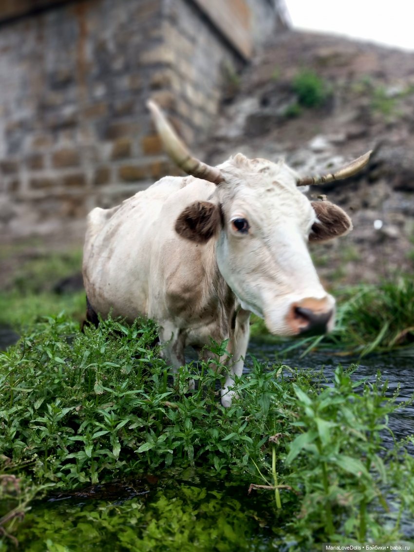 В окружении — Куклы Ruby Red (Руби Ред) Fashion Friends: Siblies