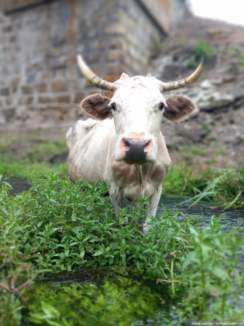 В окружении — Куклы Ruby Red (Руби Ред) Fashion Friends: Siblies