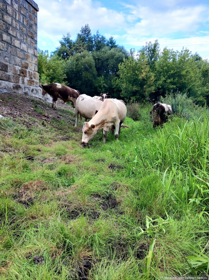 В окружении — Куклы Ruby Red (Руби Ред) Fashion Friends: Siblies (фото 7)