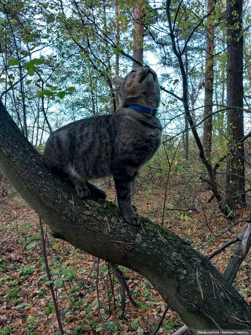 Новые знакомства Лоры | Бэйбики Новые знакомства Лоры — Куклы Llorens (Ллоренс): испанские пупсы (фото 5)