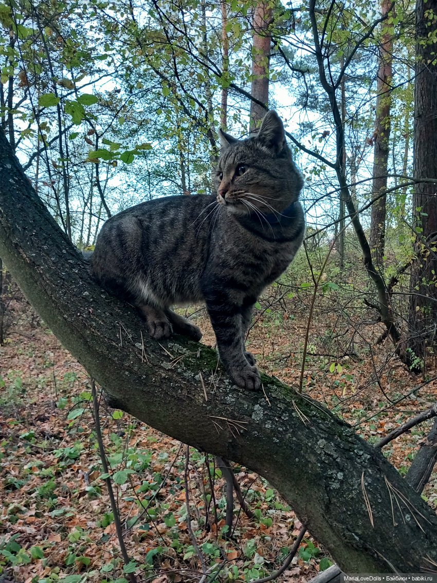 Новые знакомства Лоры | Бэйбики Новые знакомства Лоры — Куклы Llorens (Ллоренс): испанские пупсы (фото 4)