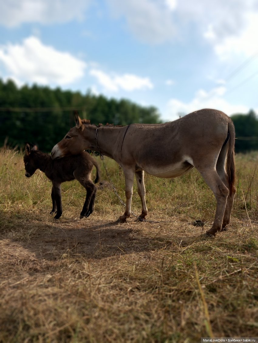 Новые знакомства Лоры | Бэйбики Новые знакомства Лоры — Куклы Llorens (Ллоренс): испанские пупсы