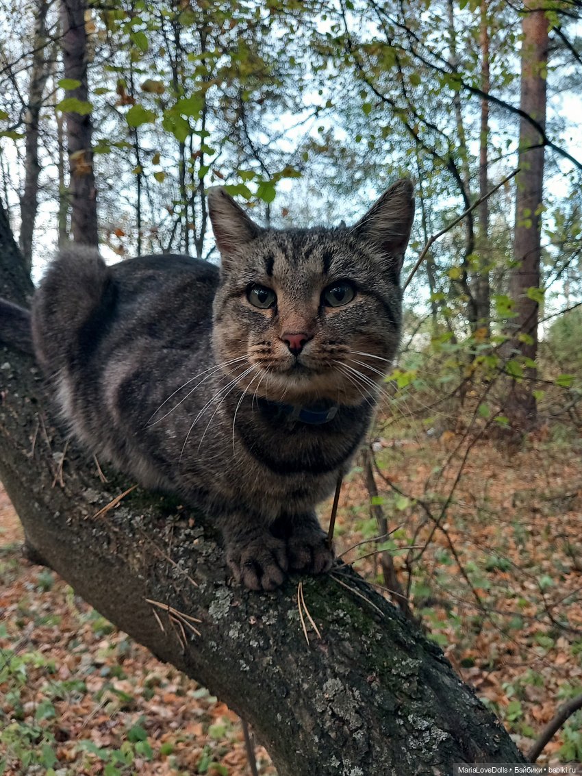 Новые знакомства Лоры — Куклы Llorens (Ллоренс): испанские пупсы (фото 6)