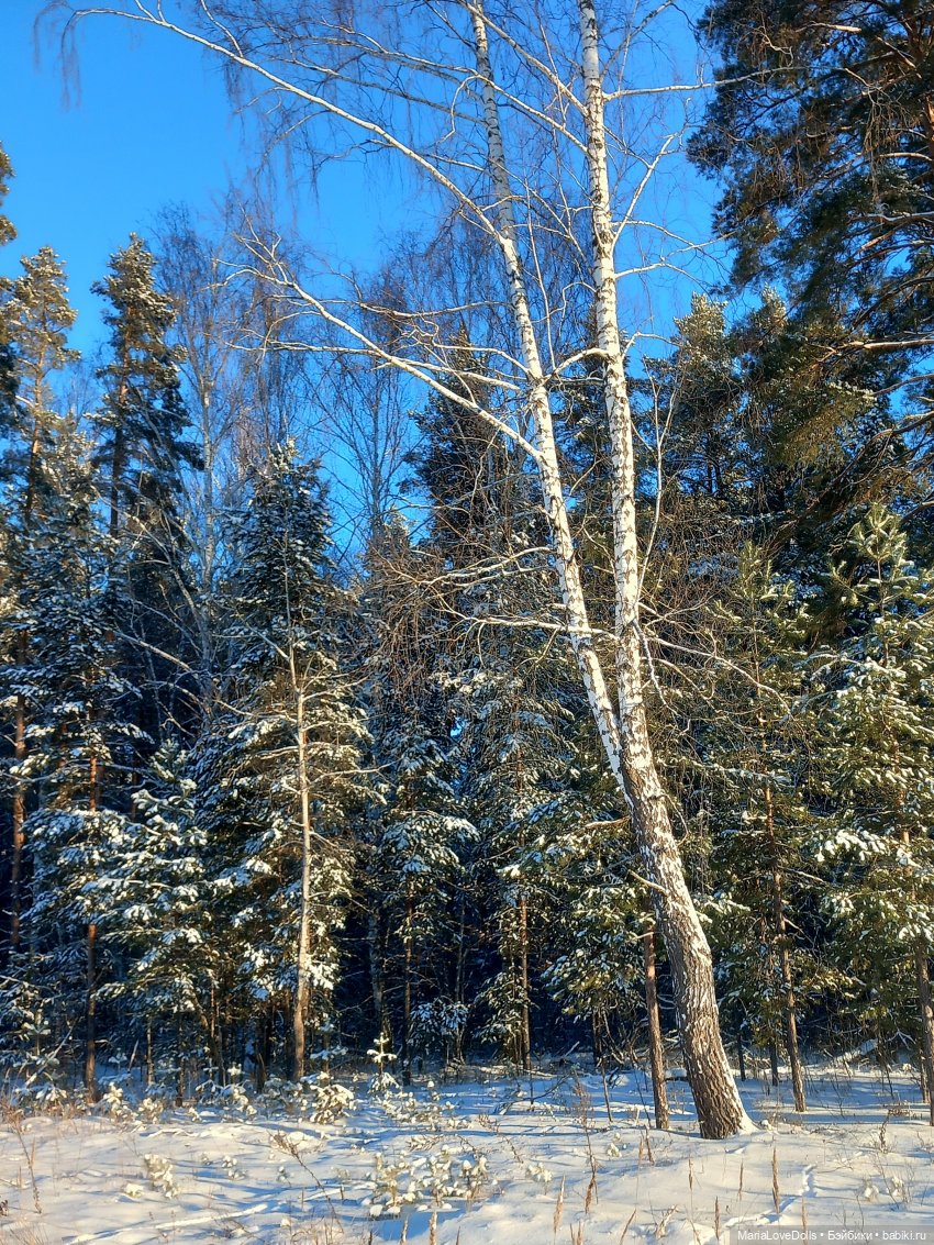 С утра и до вечера... Или один зимний день (фото 4)