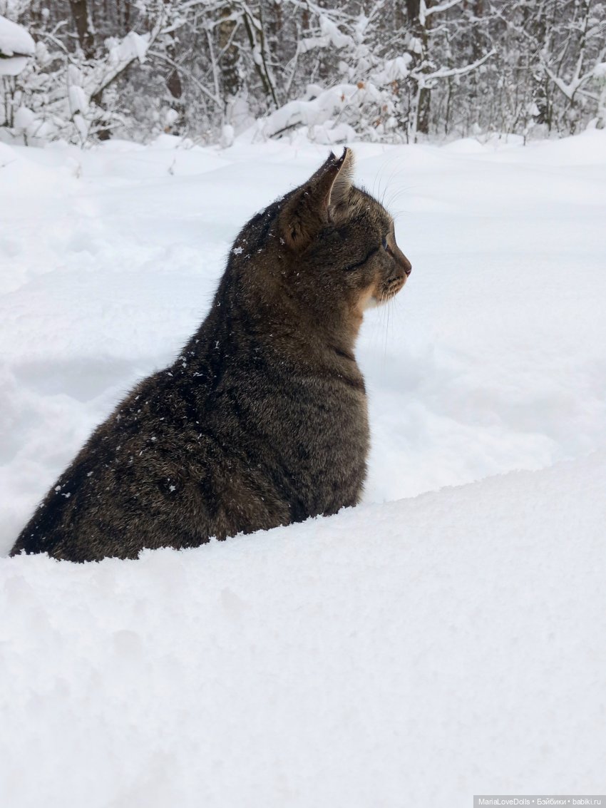 Авочка и Медведь — Куклы Sylvia Natterer (Сильвия Наттерер): Gotz