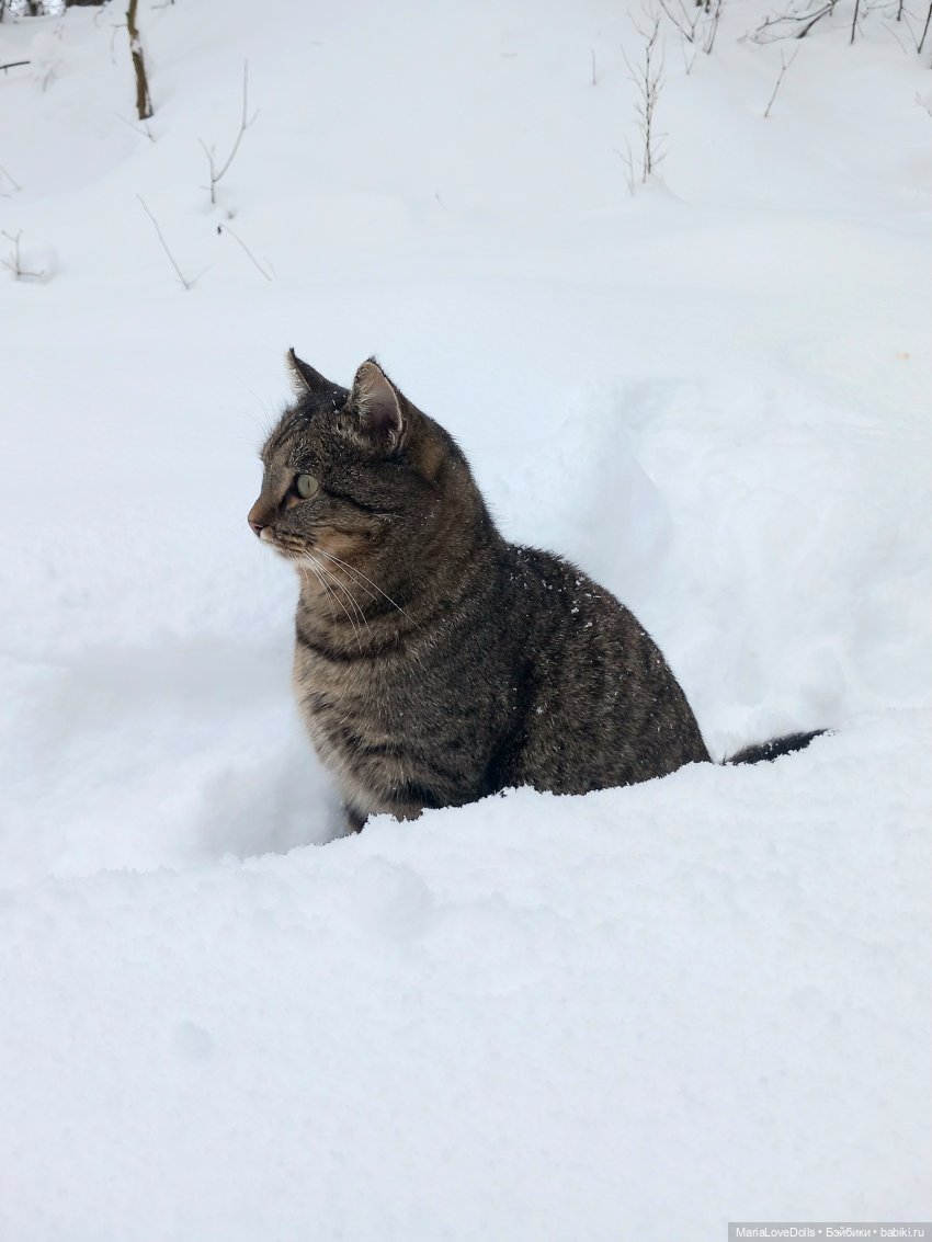 Авочка и Медведь — Куклы Sylvia Natterer (Сильвия Наттерер): Gotz