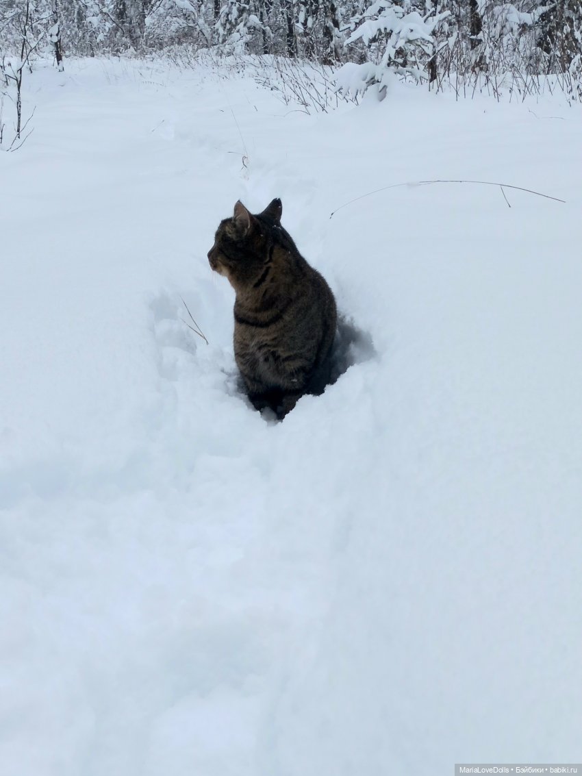 Авочка и Медведь — Куклы Sylvia Natterer (Сильвия Наттерер): Gotz