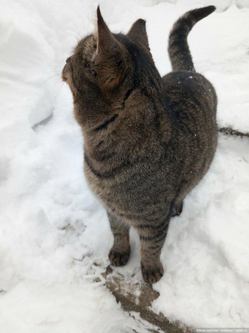Авочка и Медведь — Куклы Sylvia Natterer (Сильвия Наттерер): Gotz (фото 9)