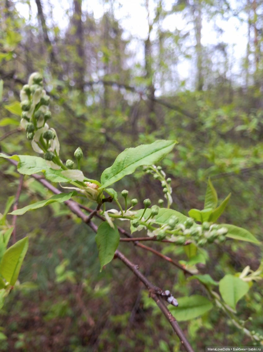 Прогулка вчетвером — Куклы Max & Jessi (Любимая подружка): виниловые