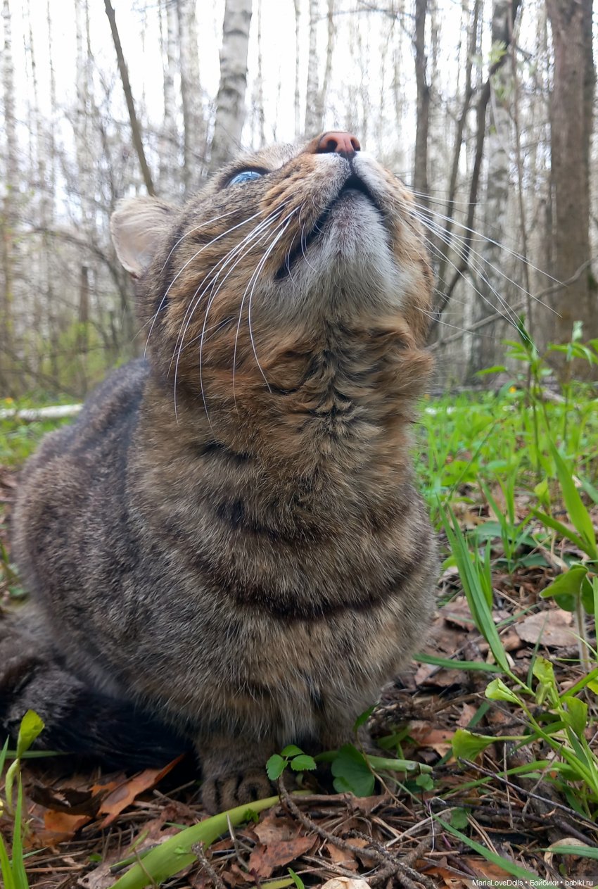 Прогулка вчетвером — Куклы Max & Jessi (Любимая подружка): виниловые