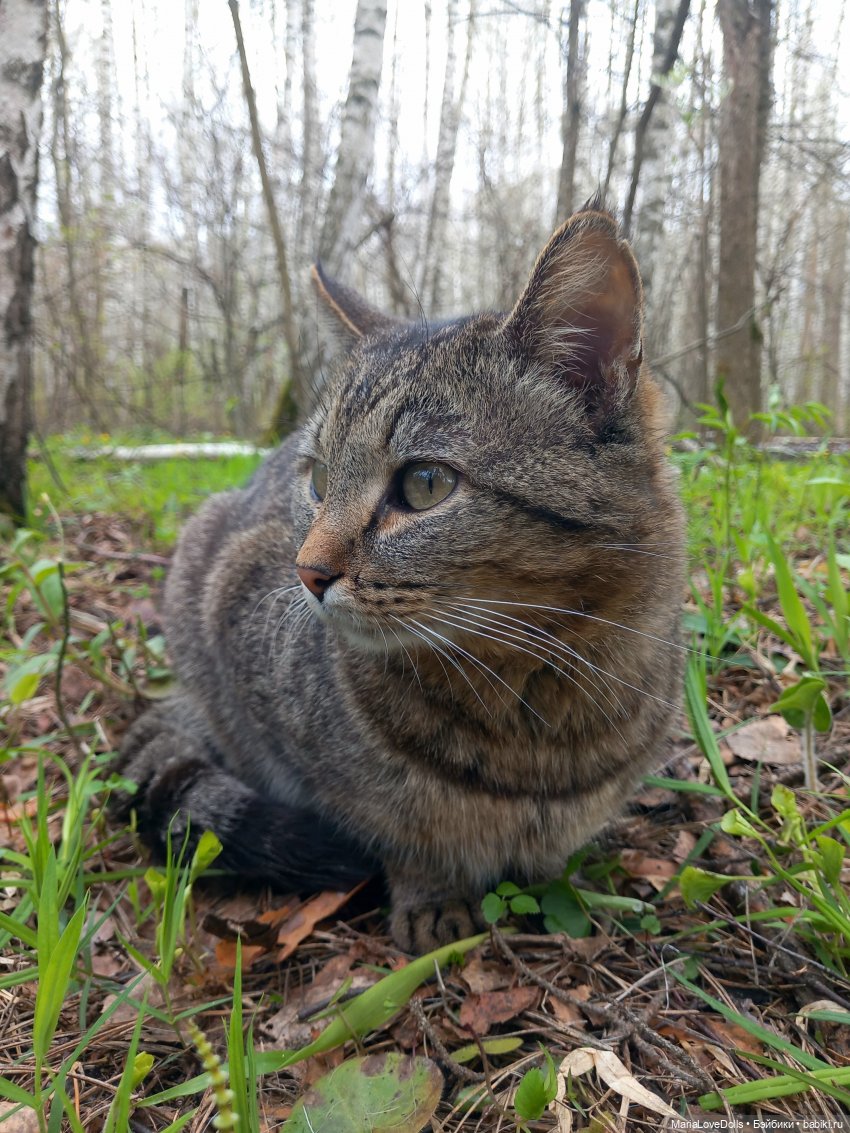 Прогулка вчетвером — Куклы Max & Jessi (Любимая подружка): виниловые