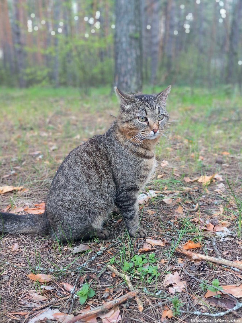 Прогулка вчетвером — Куклы Max & Jessi (Любимая подружка): виниловые