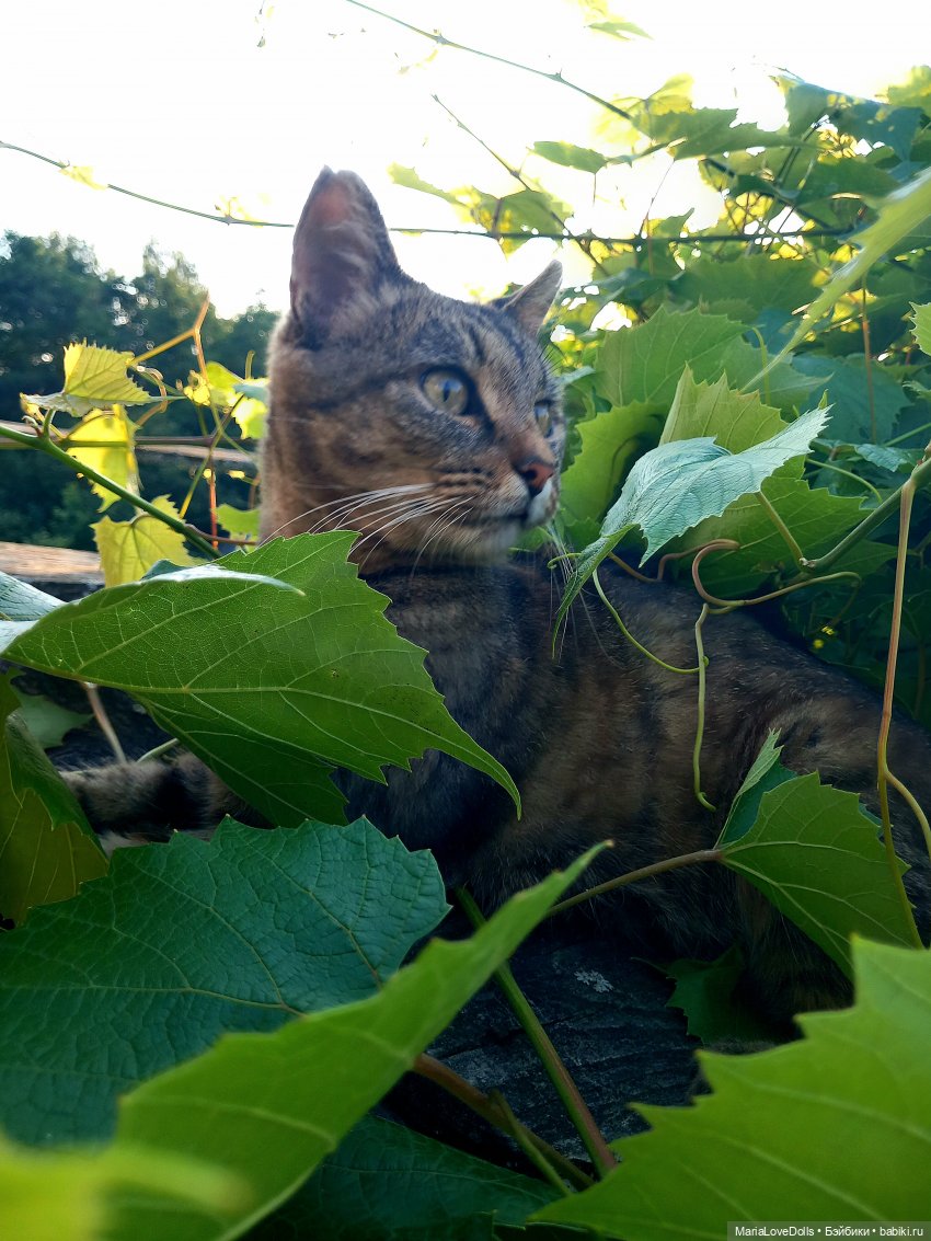 Жизнь рядом с котиком — Куклы Реборн (Reborn): домашние фото