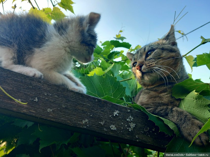 Жизнь рядом с котиком — Куклы Реборн (Reborn): домашние фото (фото 7)