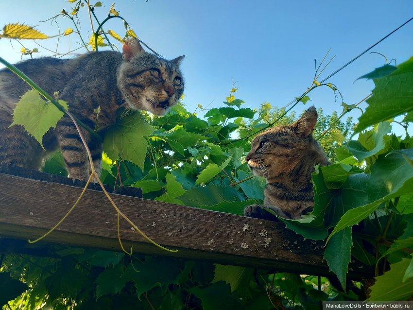 Жизнь рядом с котиком — Куклы Реборн (Reborn): домашние фото