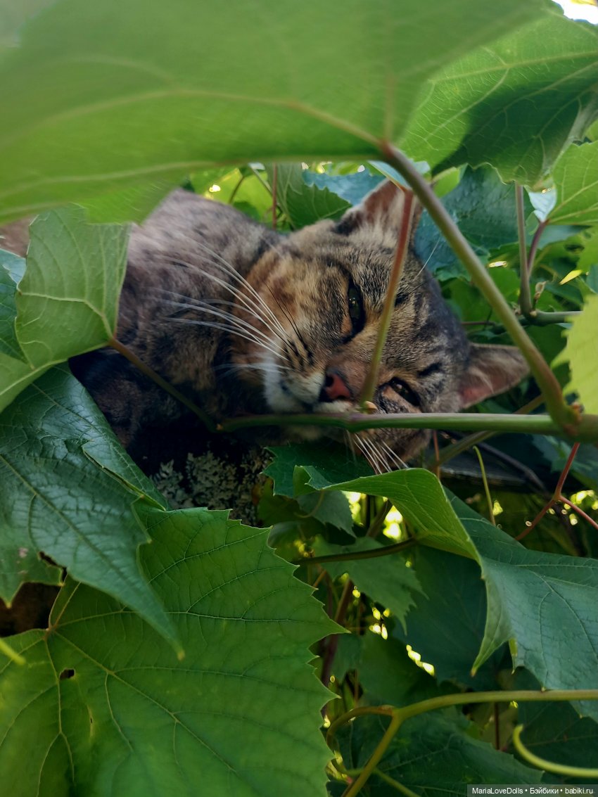 Жизнь рядом с котиком — Куклы Реборн (Reborn): домашние фото