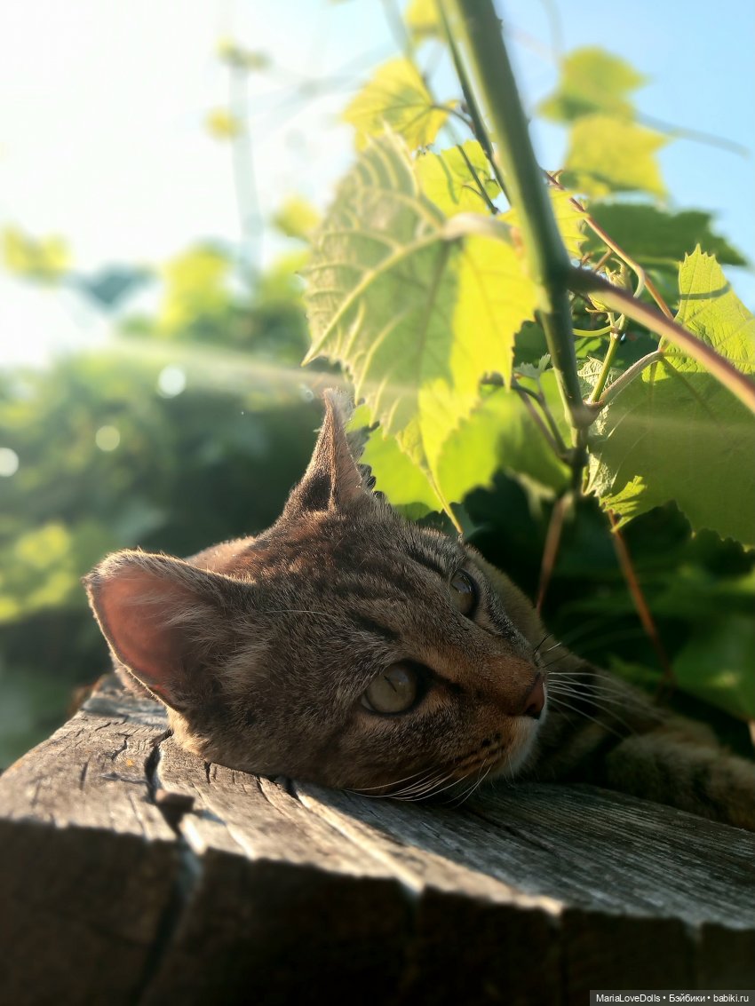 Жизнь рядом с котиком — Куклы Реборн (Reborn): домашние фото (фото 3)