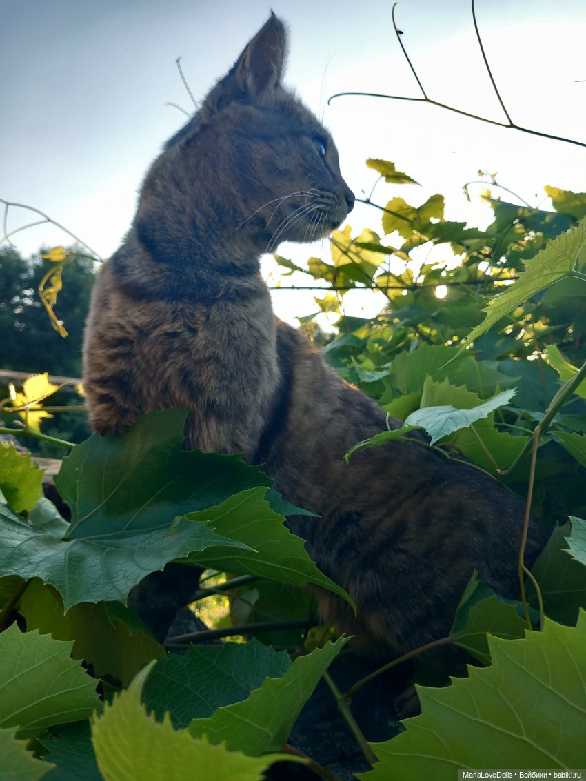 Жизнь рядом с котиком — Куклы Реборн (Reborn): домашние фото
