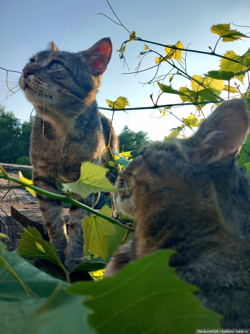 Жизнь рядом с котиком — Куклы Реборн (Reborn): домашние фото