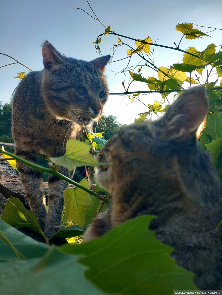 Жизнь рядом с котиком — Куклы Реборн (Reborn): домашние фото