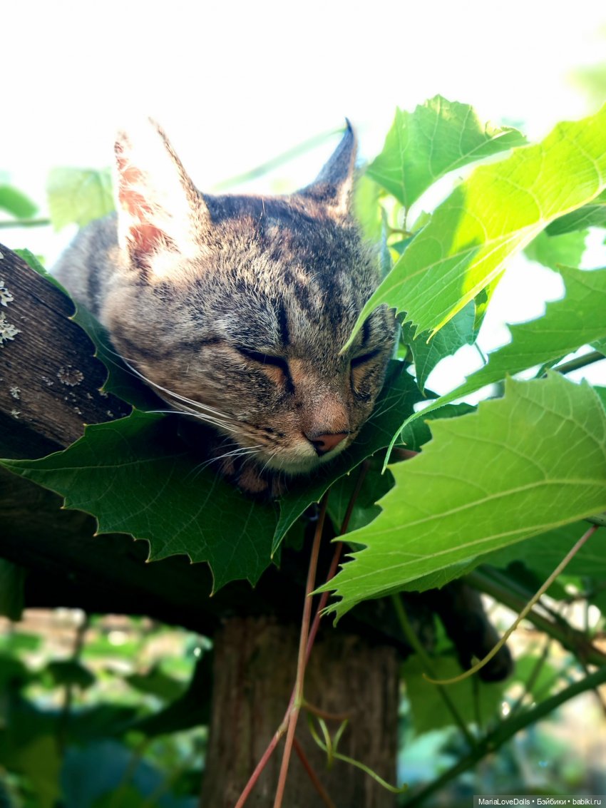 Жизнь рядом с котиком — Куклы Реборн (Reborn): домашние фото (фото 2)
