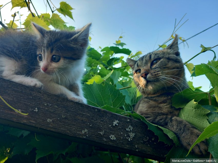 Жизнь рядом с котиком — Куклы Реборн (Reborn): домашние фото (фото 9)