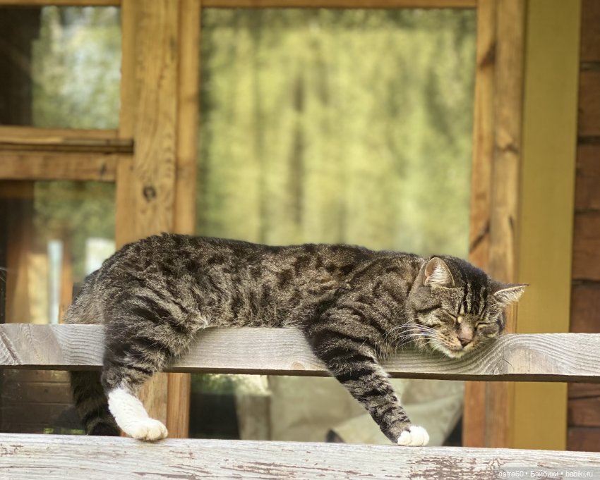 Как Тасенька с чужой ленью боролась… | Бэйбики Как Тасенька с чужой ленью боролась… (фото 2)