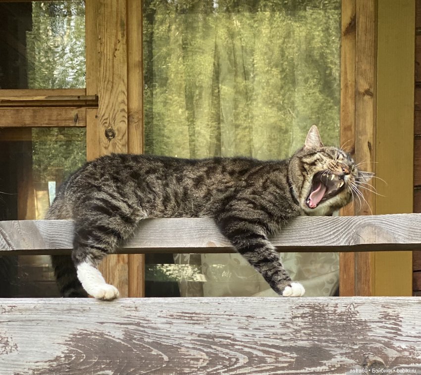 Как Тасенька с чужой ленью боролась… | Бэйбики Как Тасенька с чужой ленью боролась… (фото 3)