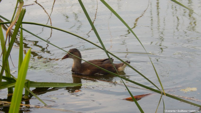 Эльфийские девы на реке — Интересное обо всем: поздравления