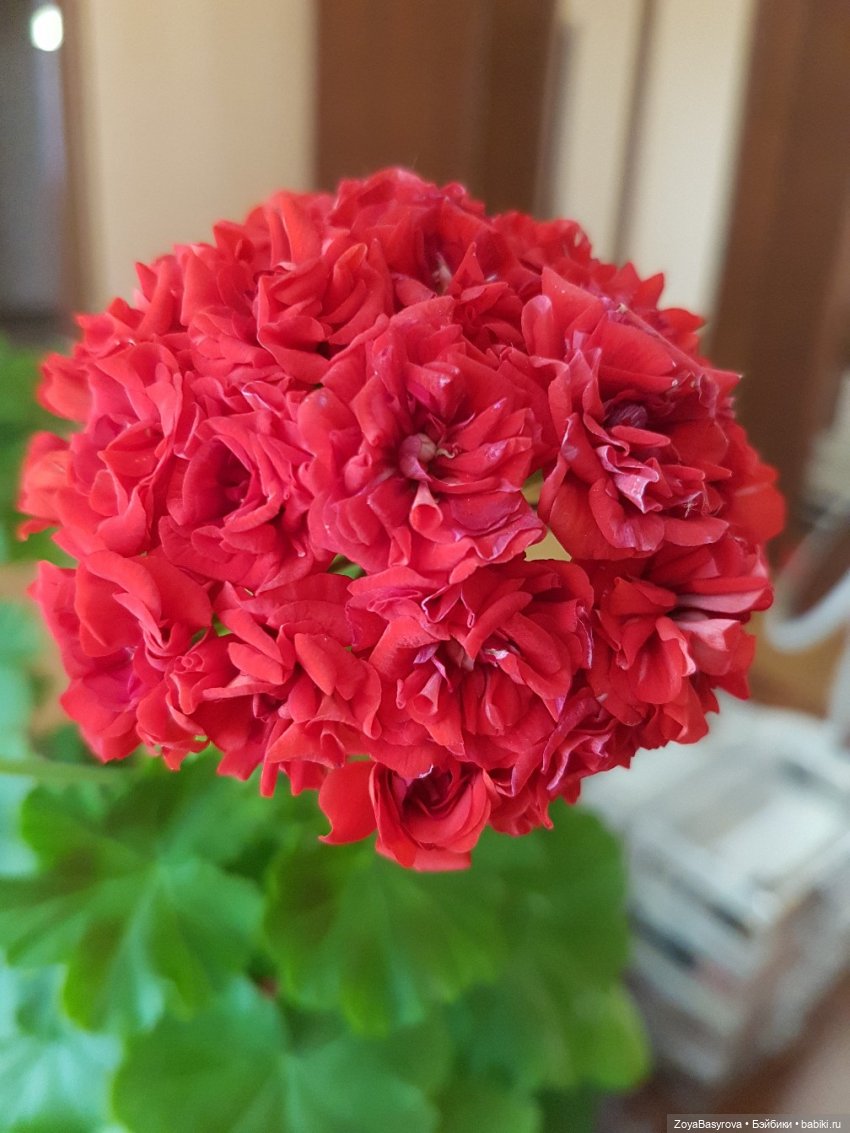 А вы любите герань — Болталка и разговоры обо всем: жизнь