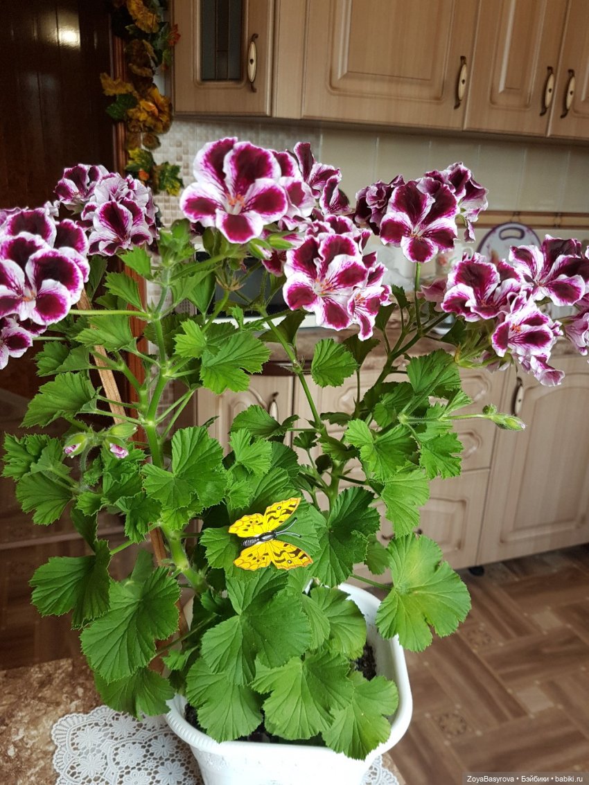 А вы любите герань — Болталка и разговоры обо всем: жизнь