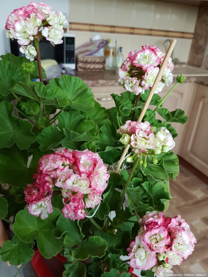 А вы любите герань — Болталка и разговоры обо всем: жизнь