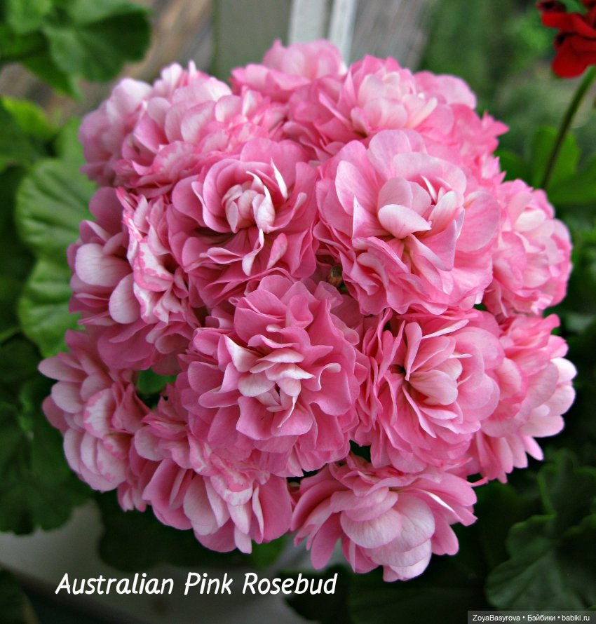 А вы любите герань — Болталка и разговоры обо всем: жизнь