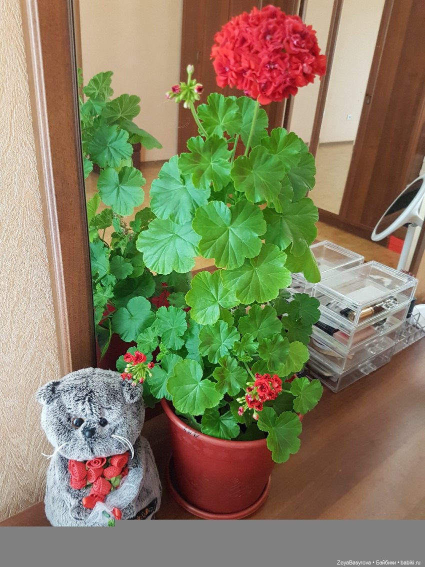 А вы любите герань — Болталка и разговоры обо всем: жизнь