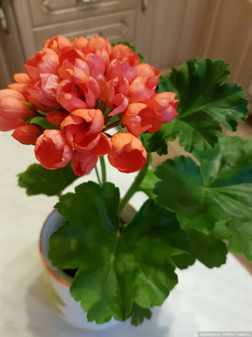 А вы любите герань — Болталка и разговоры обо всем: жизнь (фото 5)