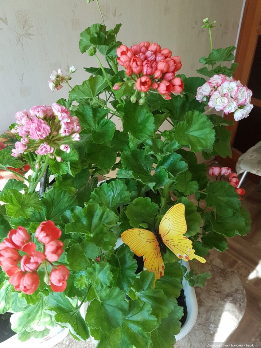 А вы любите герань — Болталка и разговоры обо всем: жизнь (фото 2)