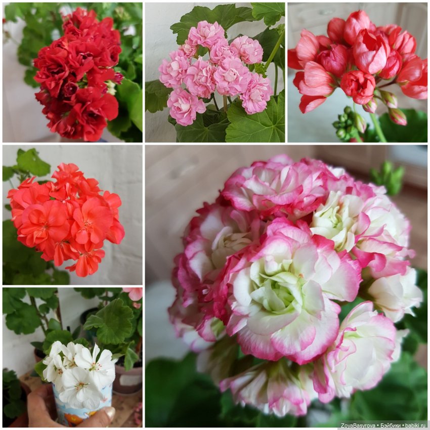 А вы любите герань — Болталка и разговоры обо всем: жизнь