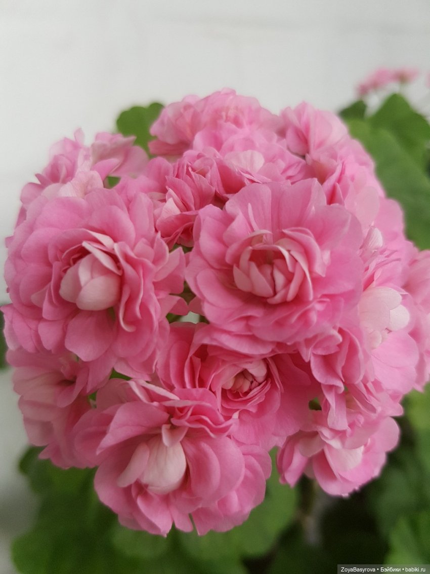 А вы любите герань — Болталка и разговоры обо всем: жизнь