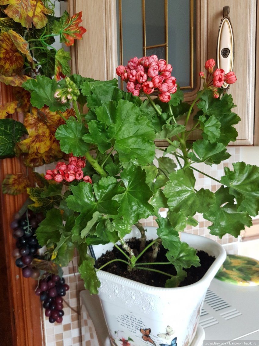 А вы любите герань — Болталка и разговоры обо всем: жизнь (фото 3)