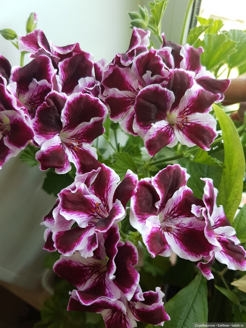 А вы любите герань — Болталка и разговоры обо всем: жизнь