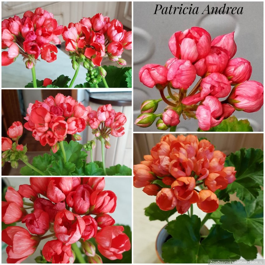 А вы любите герань — Болталка и разговоры обо всем: жизнь (фото 4)