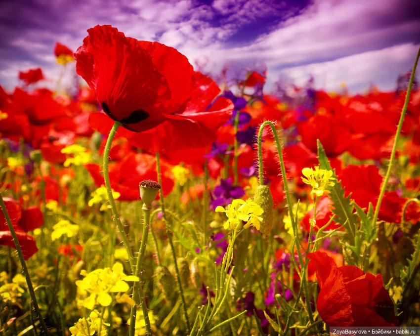 Наше лето — Куклы Dianna Effner (Эффнер) из винила: Little Darling