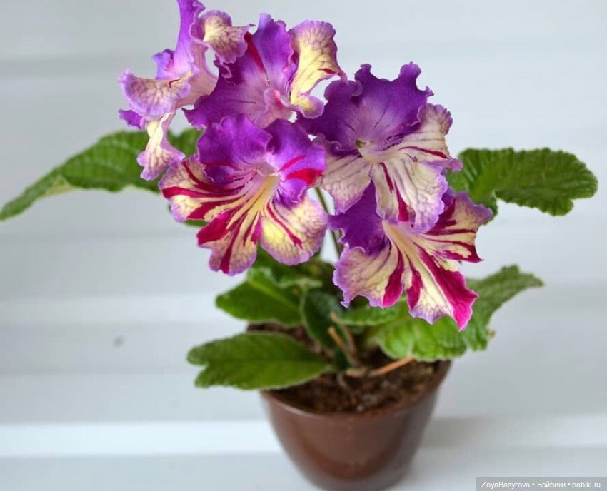 Ждем Весну, она пропала | Бэйбики Ждем Весну, она пропала — Одежда и обувь для кукол своими руками: фото (фото 5)