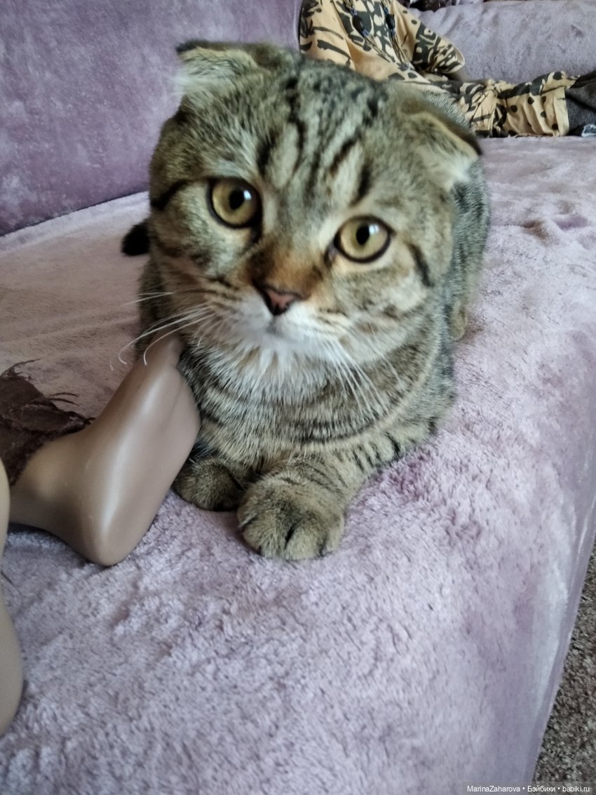 Давайте знакомиться... или МОЯ "Шоколадная сказка" №4