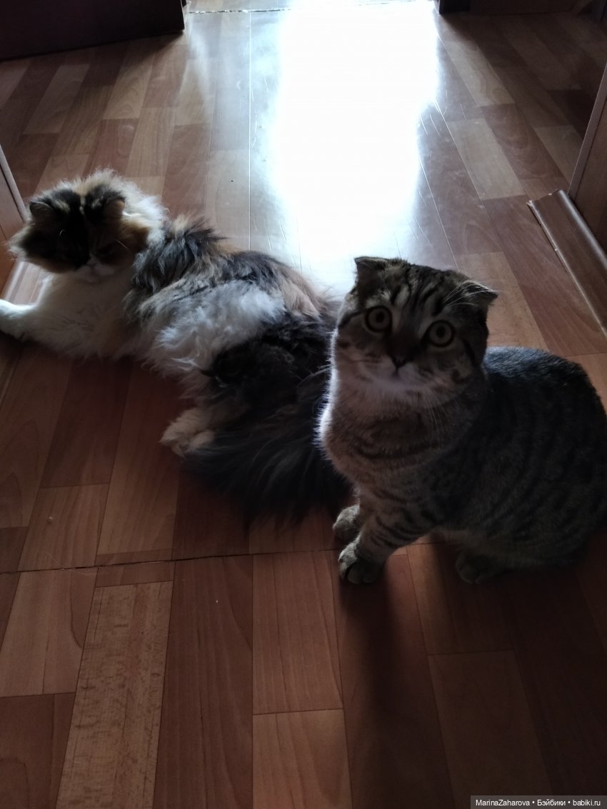 Давайте знакомиться... или МОЯ "Шоколадная сказка" №4